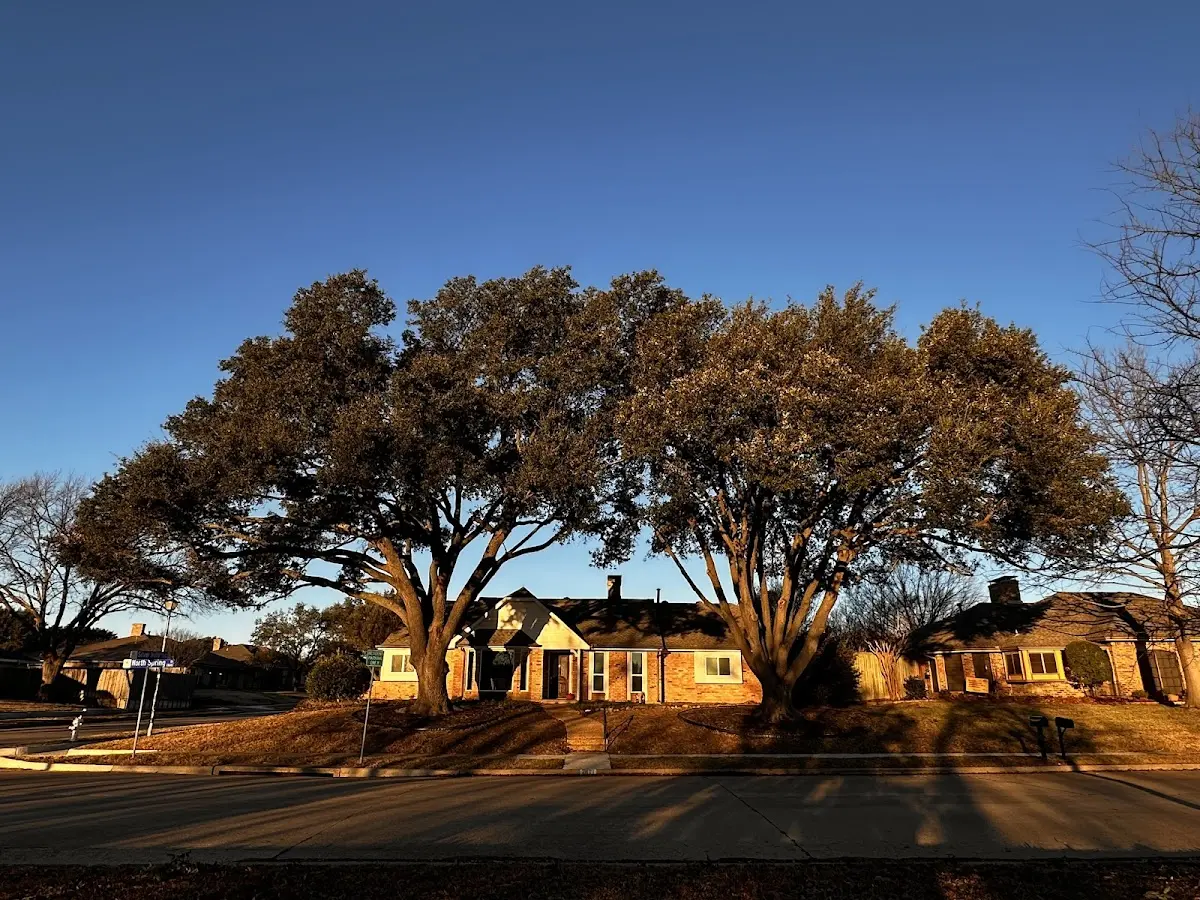 Established residential canopy tree shading a home in Forks Of Salmon